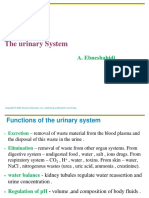 Urinary Renal