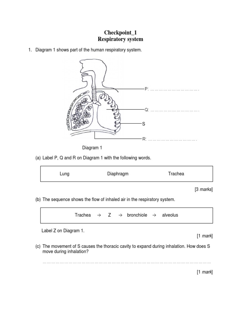 Checkpoint 1 | PDF | Respiratory System | Animal Physiology