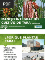 Cultivo de Tara en Tacna