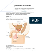 Aparato Reproductor Masculino