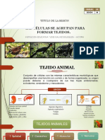 Tejido Animal