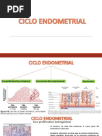 Ciclo Endometrial