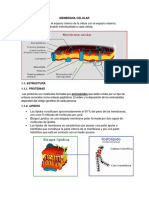 Informe Menbrana Celular
