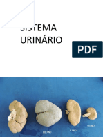 Anatomia Prática Sistema Urinário de Animais PDF