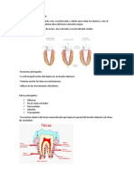 Ligamento Periodontal MMMMM