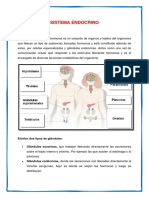 Sistema Endocrino