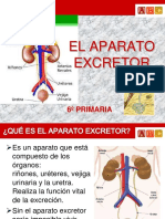 Aparato Excretor