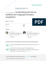 Clave para La Identificación de Los Anfibios de Uruguay (Chordata: Amphibia)