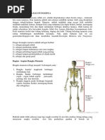 Kerangka Manusia Dan Fungsinya