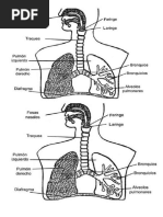 Sistema Respiratorio Dibujo Pulmones