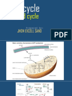 Krebs Cycle