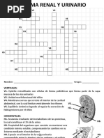 Crucigrama Renal y Urinario