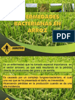 Bacterias en El Cultivo de Arroz - Agrotico - Web