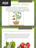 Reproduccion Opropagacion en Plantas