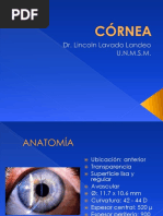 Clase Cornea