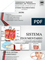 Sistema Tegumentario