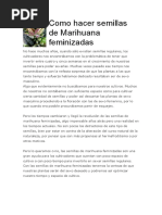 Como Hacer Semillas de Marihuana Feminizadas