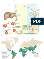 Malaria Primer Figures