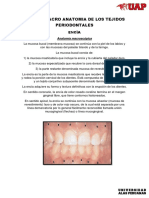 Micro y Macro Anatomia de Los Tejidos Periodontales