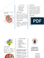 Folleto Ramiro Nuevo PDF