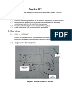 Danielaa Guia Anatomia