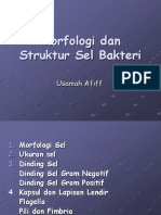 Morfologi Dan Struktur Sel Bakteri: Usamah Afiff