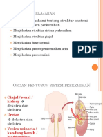 Sistem Perkemihan