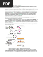 Clonacion PDF