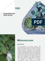 Mimosaceae