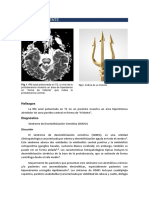 Signo Del Tridente