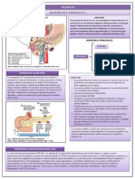 Ficha S. Endocrino Duodeno