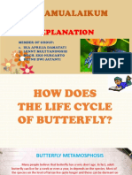 How The Process Butterfly of Metamorphosis