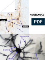 Usmp Practica - Histologia 2018 - Tejido Nervioso