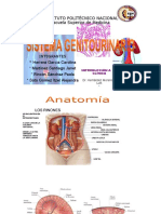 Aparato Genitourinario