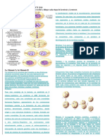 Taller Deciencias Naturales Grado Sexto Mitosis