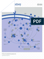 mTOR Signaling Pathway