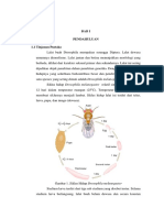 Siklus Hidup Dan Determinasi Drosophila SP