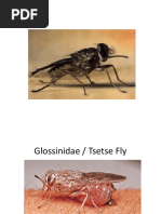 5 Glossinidae Tsetse Fly