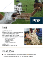 Inseminación Artificial Alpacas