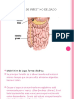 Oclusion Intestinal