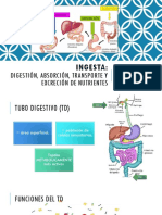 Ingesta y Absorcion de Los Alimentos