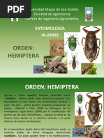 Hemiptera