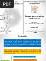 Cadena Transportadora de Electrones