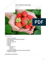 Strawberry Cultivation Step by Step Guide