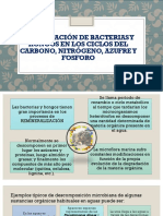 Participación de Bacterias y Hongos en Los Ciclos