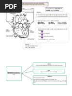 Circulatory Excretory Systems Mind Map