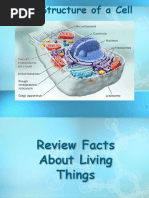 Cell Structure