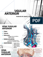 Vena Yugular Anterior