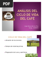 Ciclo de Vida Del Cafe