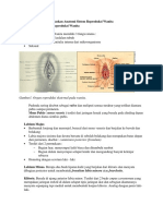 Gambar1. Organ Reproduksi Eksternal Pada Wanita